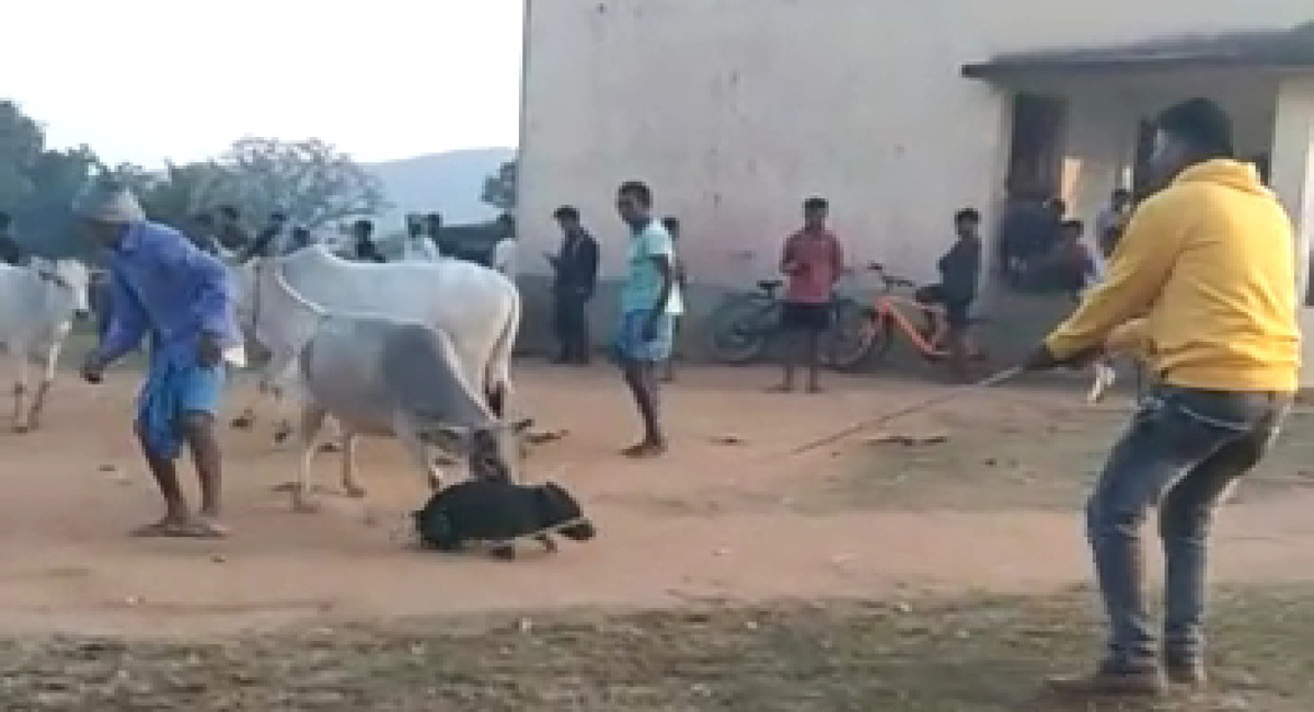 Jharkhand News: हजारीबाग के बड़कागांव में अलग अंदाज में मनाया जाता है सोहराय पर्व, जानें इसकी महता
