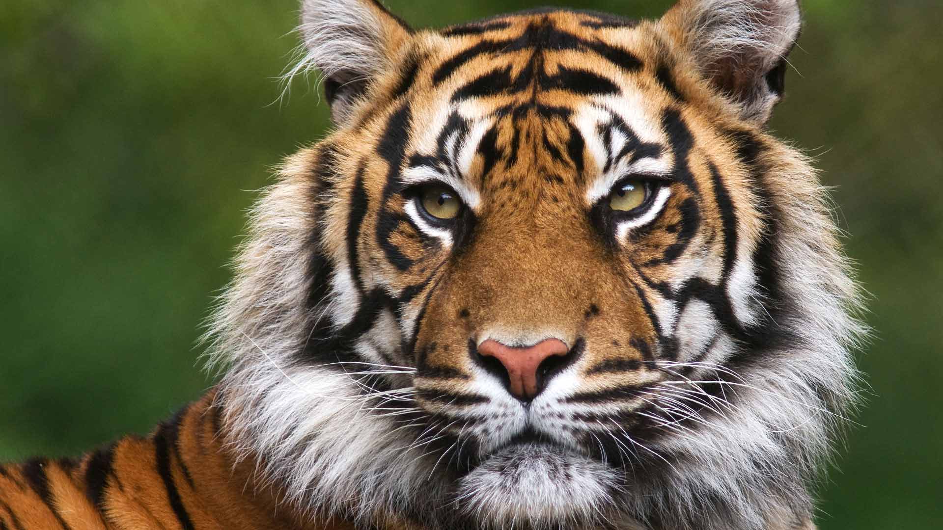 Jharkhand : रांची के बिरसा जैविक उद्यान में सुरक्षित है राष्ट्रीय पशु बाघ!