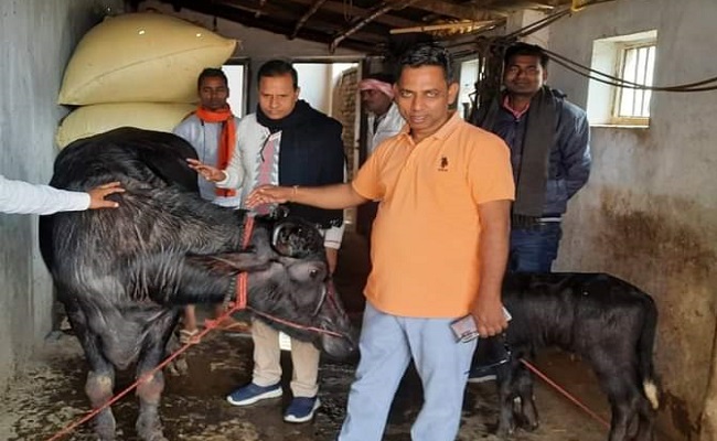 स्कॉर्पियो के बाद BJP विधायक को अब सैलरी से भैंस खरीदने की खुशी, लालू यादव के कथित फोन कॉल से चर्चे में रहे भाजपा MLA