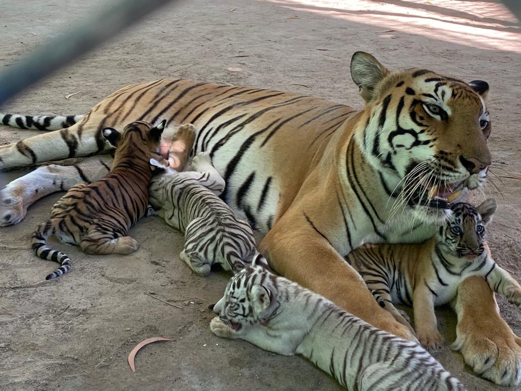 International Tiger Day: पटना जू में संगीता ने चार शावकों को दिया जन्म, जानें कब होगा नामकरण