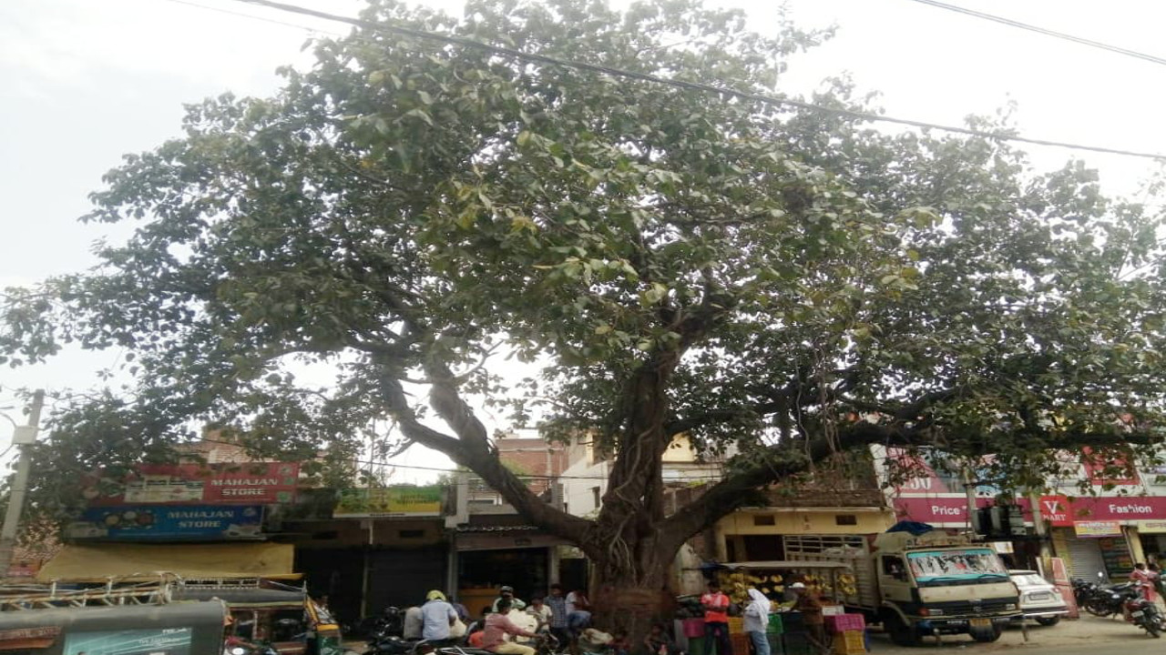 Vat Savitri Puja 2022: गुमला के सिसई रोड में विशाल बरगद पेड़, यहां होती है वट सावित्री की पूजा
