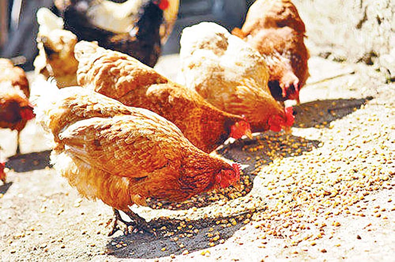 अब 170 से 180 रु किलो बिकने लगा मुर्गा