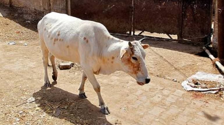 गायों की बीमा के लिए लाभुकों को जागरूक करें