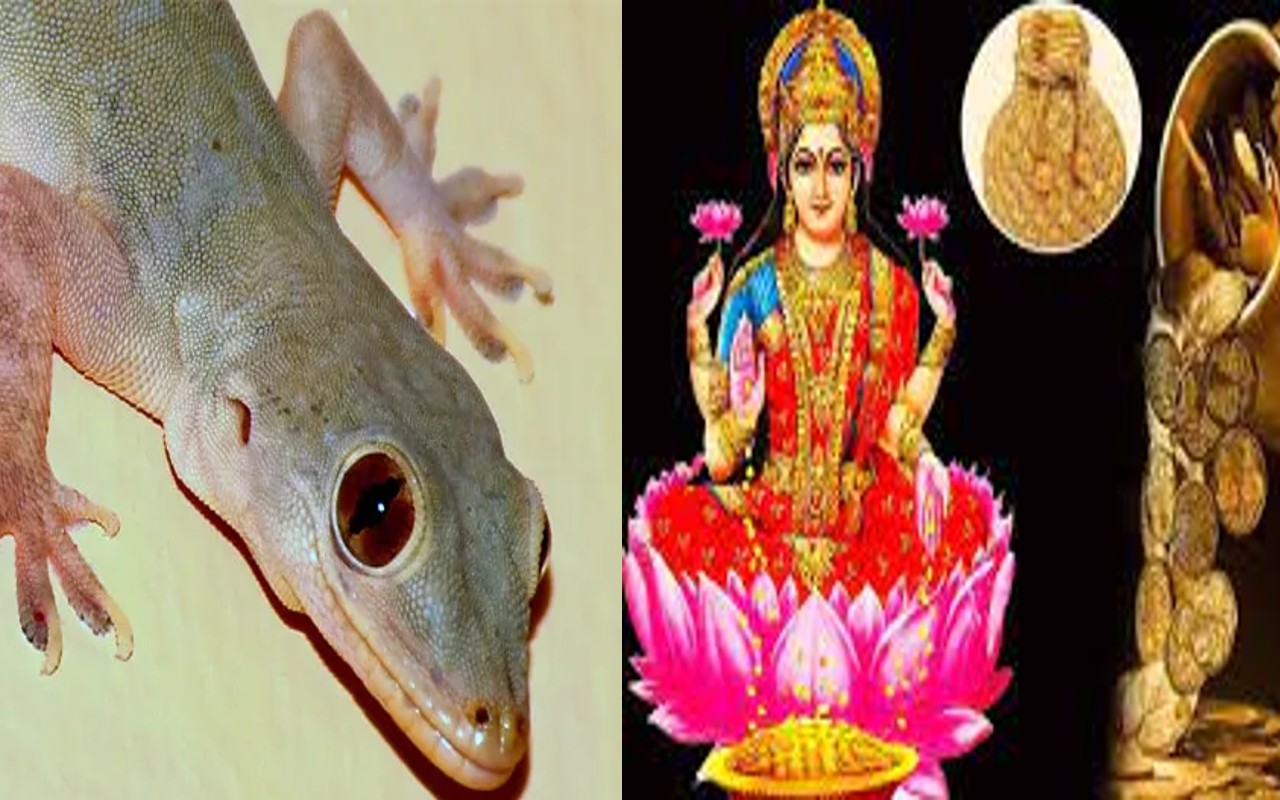 घर के मंदिर और किचन में छिपकली का दिखना होता है शुभ, और आपके शरीर पर…