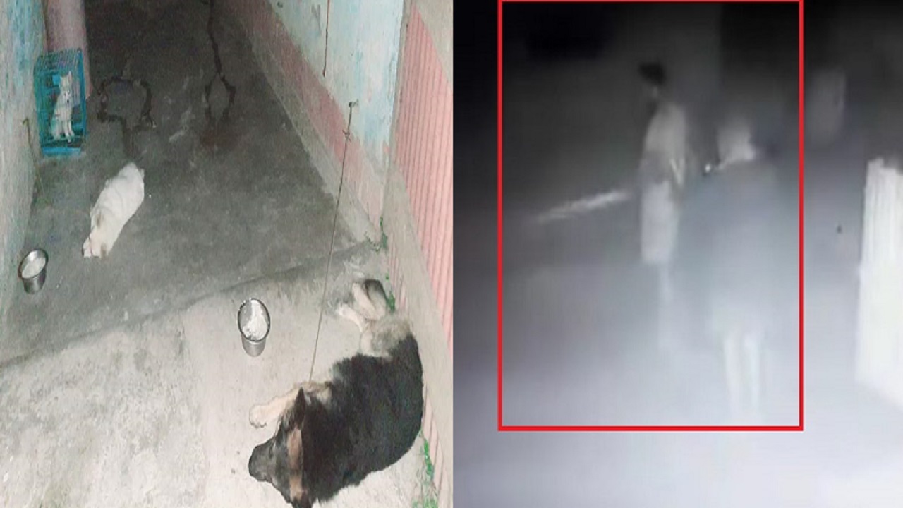 बिहार में विषैले रसेल वाइपर सांप को पालतू कुत्तों ने दरवाजे पर रोका, आधी रात को ऐसे टली बड़ी अनहोनी…