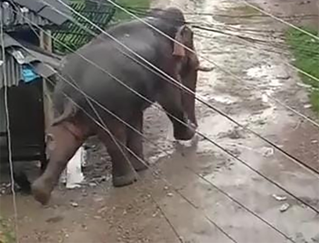 नेपाल के जंगली हाथी का भारत में आतंक, ग्रामीण घर छोड़कर भागे