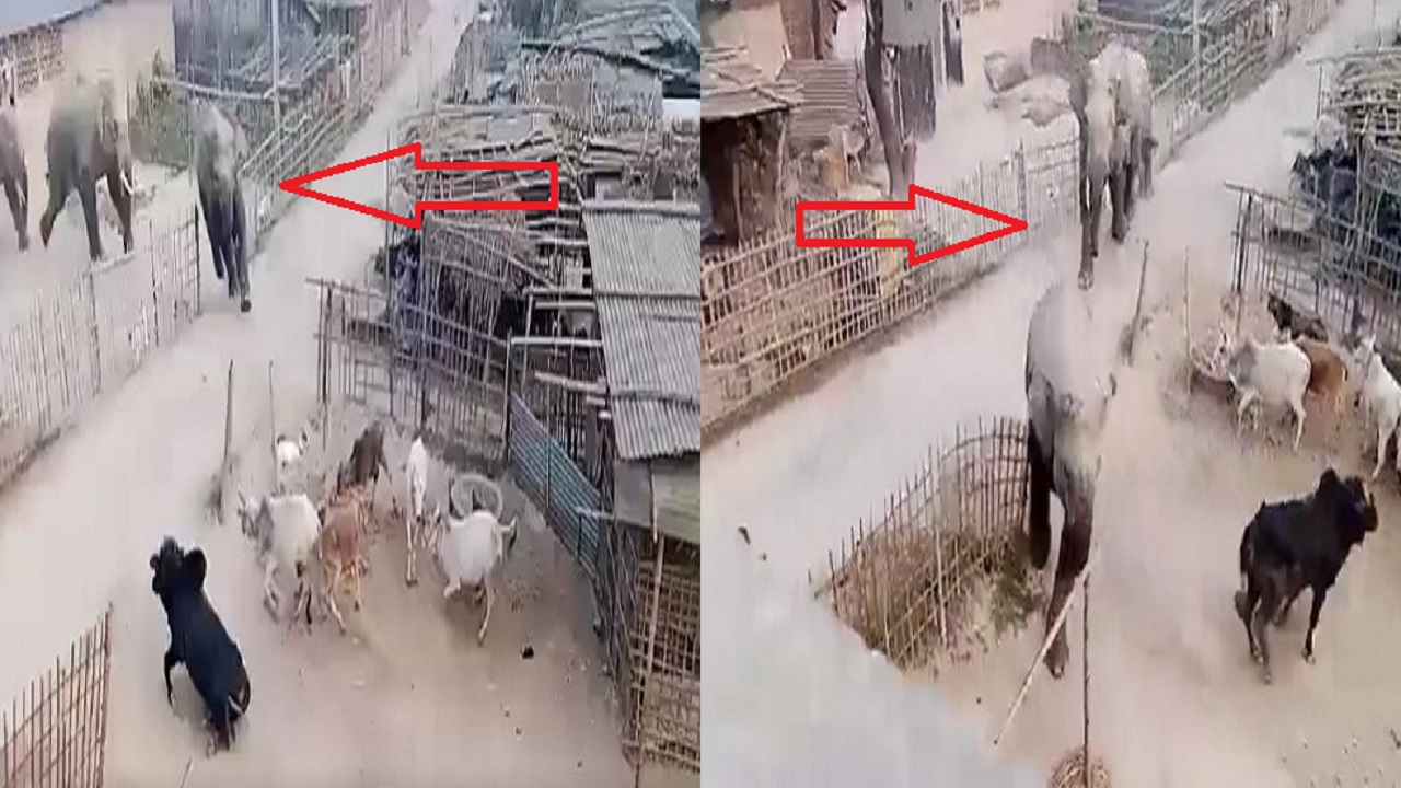 VIDEO: नेपाली जंगली हाथियों की चिंघाड़ व तबाही से थर्रा रहे बिहार के गांव, अब सीमा पर लगेगी विशेष मशीन