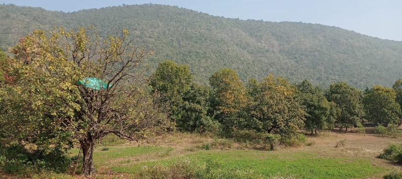 झारखंड की ये आदिवासी महिलाएं बचा रही हैं जंगल, दिन-रात करती हैं पहरेदारी, एक को मिल चुका है पद्मश्री