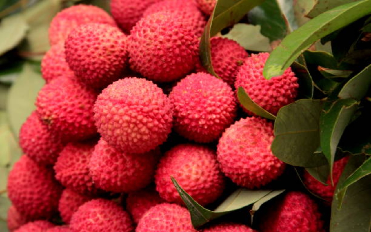 Litchi Side Effects: इन लोगों के लिए हानिकारक है लीची, आज ही बना लें दूरी…