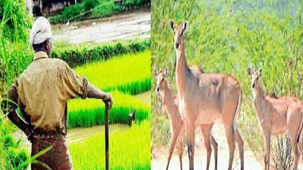 बिहार में अब मुखिया के पास एक और पावर,
जानिये शूटर मंगवाकर शिकार करवाने से जुड़ी व्यवस्था में बदलाव को..