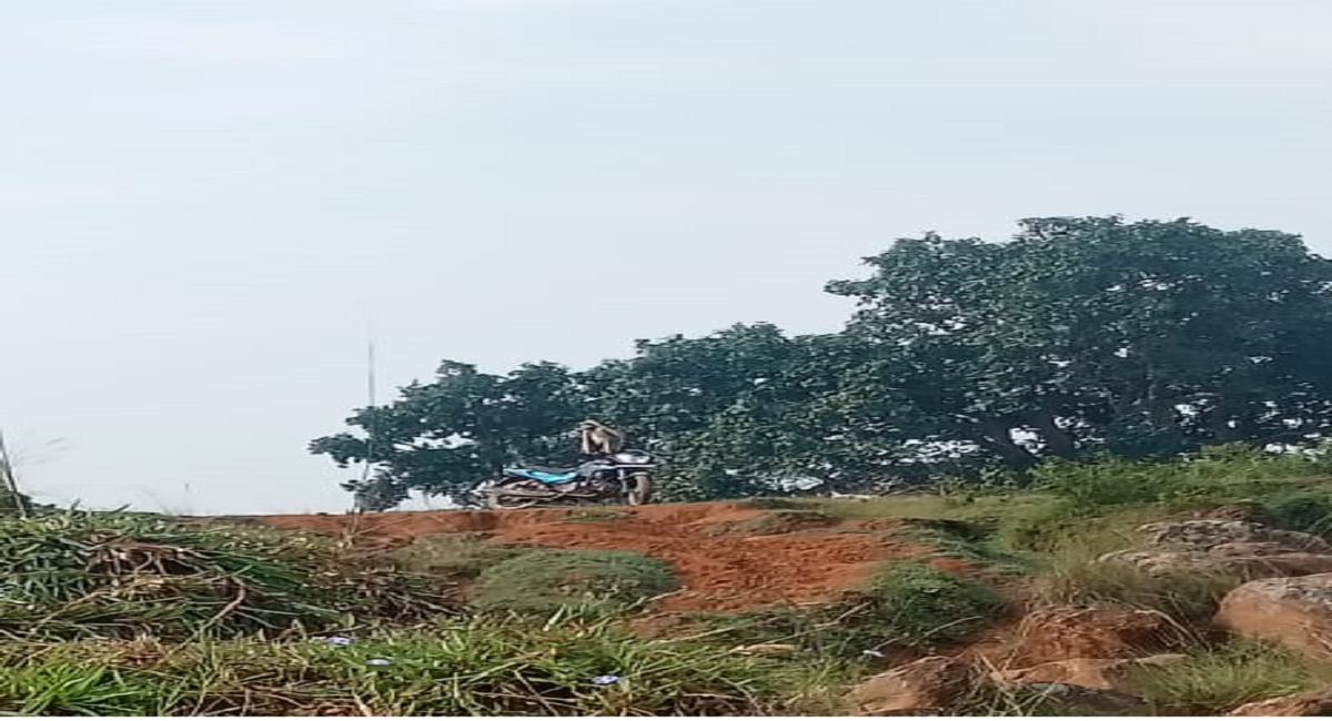 Jharkhand News : रांची में लंगूरों का आतंक, जख्मी लोगों का रिम्स में चल रहा इलाज, वन विभाग की टीम मुस्तैद