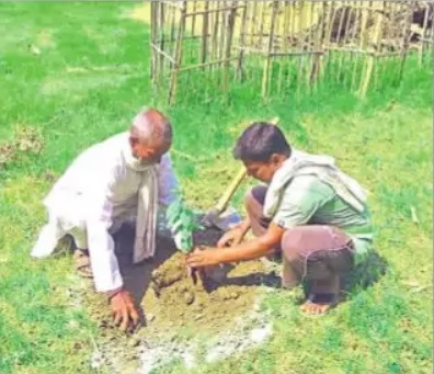 बिहार में पपीता-आम लगाएं, पाएं शत-प्रतिशत अनुदान, उद्यान विभाग का पहले आओ, पहले पाओ पर जोर