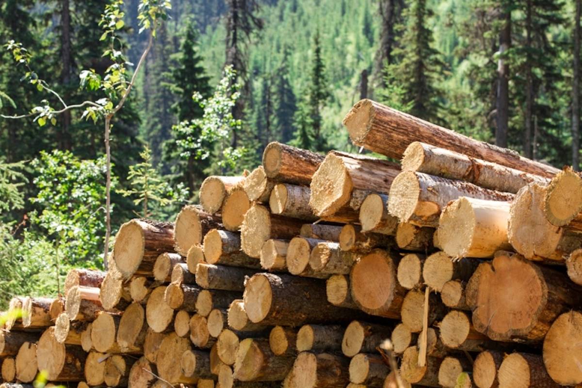 लकड़ी उद्योग के लिए आयेगा नया कानून