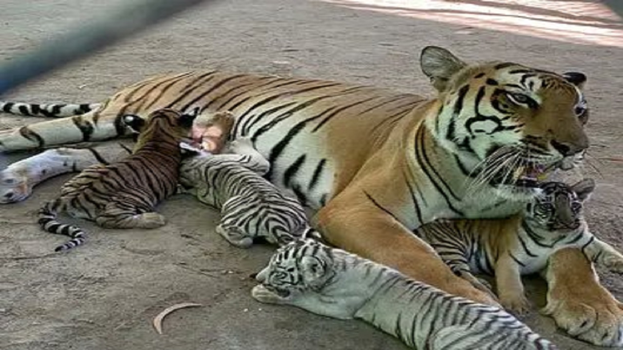 VIDEO: नहीं रहा पटना ZOO का टाइगर ‘मगध’, CM नीतीश कुमार ने शावक का रखा था नाम, जानिए कैसे हुई मौत..