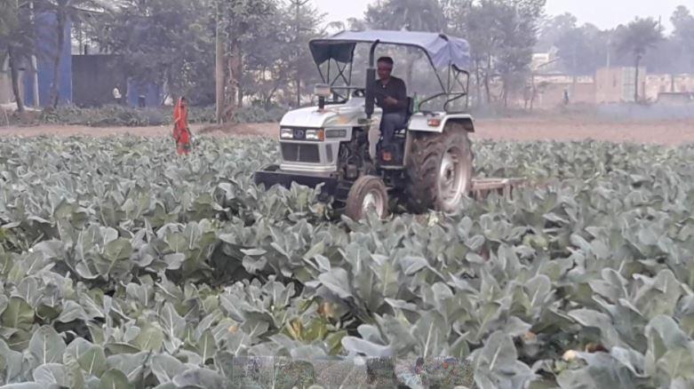 MSP पर गारंटी की बात कर रही सरकार, लेकिन सही कीमत नहीं मिलने से खड़ी फसल पर ट्रैक्टर चला दिया किसान