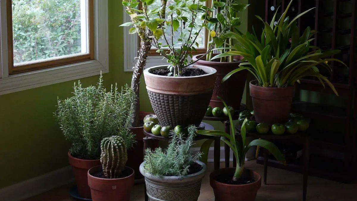 Summer Plant Care: गर्मी के मौसम में बालकनी के पौधों की देखभाल के लिए बागवानी के टिप्स