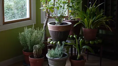 Vastu Tips for Plants: भूलकर भी घर पर न लगाएं ये पौधे, वरना शुरू हो जाएंगे बुरे दिन