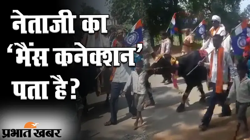 बिहार चुनाव 2020: पटना की पालीगंज सीट से प्रत्याशी का अजीब कारनामा, भैंस पर बैठकर नामांकन करने पहुंचे