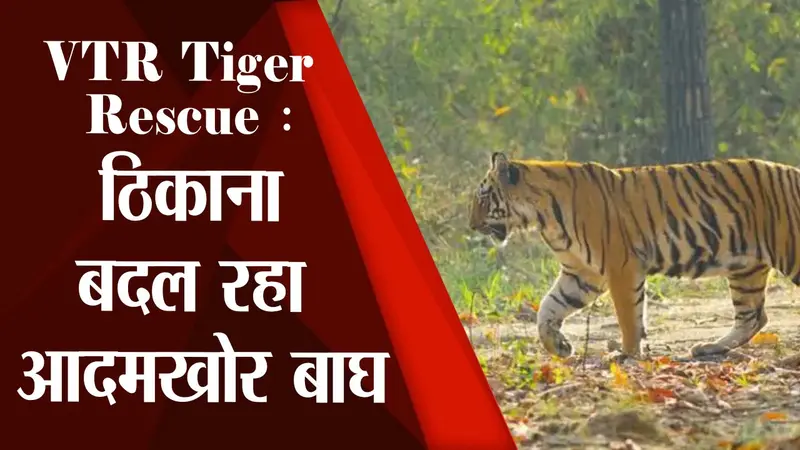 आदमखोर बाघ बदल रहा है लगातार अपना ठिकाना, अधिकारी बोले- वो बहुत ही शातिर दिमाग का लग रहा है