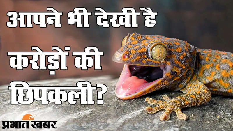 7 करोड़ की 14 छिपकलियां! जानिए कितनी होती हैं खास और BSF जवानों को कहां मिलीं?