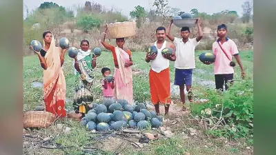 हौसले को सलाम : रामगढ़ के गिद्दी में एक एकड़ बंजर भूमि पर खेती कर उगाये 110 क्विंटल तरबूज