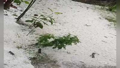 Bihar News: तेलहन-दलहन और आलू की खेती को भारी नुकसान, चंपारण, मोकामा, मुंगेर व नवादा में पड़े ओले
