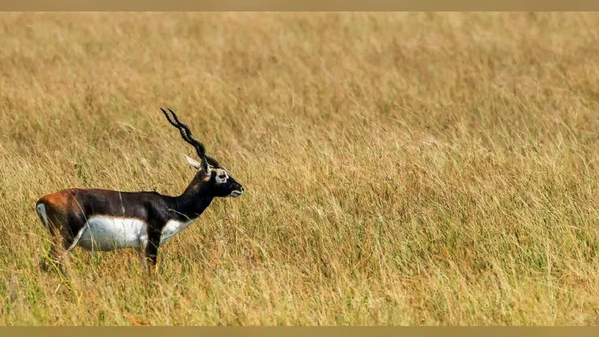 Bihar News: काले हिरणों को बचाने के लिए गंभीर हुआ बिहार, बक्सर के12 एकड़ क्षेत्र में बनेगा रेस्क्यू सेंटर