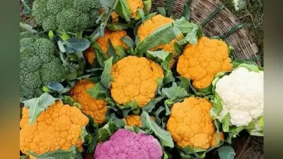 कनाडा की सब्जी का स्वाद चखेंगे चंपारणवासी, रंगीन गोभी में विटामिन ए और यूम्निटी सिस्टम बढ़ाने की क्षमता