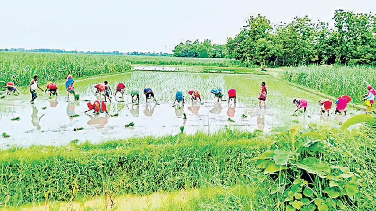 बिहार: राज्य में 54 % धान की रोपनी, कम बारिश से खेती प्रभावित, जानें कैसे अब बाढ़ व सुखाड़ में भी होगा उत्पादन