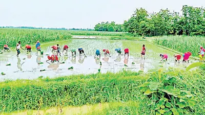 बिहार: कतरनी के बाद धान की दूसरी वैरायटी की लंबाई होगी छोटी, किसानों की ऐसे बढ़ेगी आमदनी