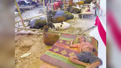 Bihar Flood : न बना नियंत्रण कक्ष, न पुलिस की तैनाती, छह किलो के बजाय मिल रहा तीन किलो चारा