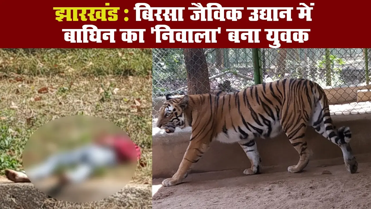झारखंड: बिरसा जैविक उद्यान में बाघिन का ‘निवाला’ बना युवक