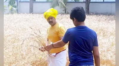 आयुक्त बने किसान, गेहूं की फसल काट कर किसानों को दिया संदेश, ‘किसान ही अन्नदाता’
