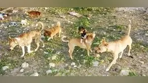 बेगूसराय में कुत्तों का आतंक जारी, दो महिलाओं को काट कर किया घायल, एक साल में अब तक सात लोगों की मौत