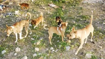 बेगूसराय के आठ गांवों में कुत्ते बन गये आदमखोर, लोगों का दावा दारू पीकर बने हिंसक