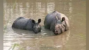 World Rhino Day: गैंडा के संरक्षण व प्रजनन में विश्व में दूसरे व एशिया में पहले स्थान पर है अपना शहर