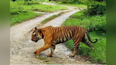 Bihar: VTR से बाहर आया बाघ, गांव में दिखा पंजों के निशान, तीन शिफ्ट में निगरानी कर रहे गांव वाले