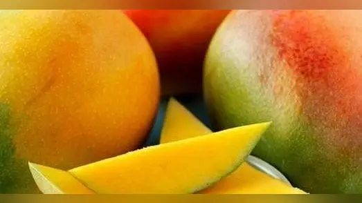 लखनऊ के अवध शिल्प ग्राम में 4 दिनों तक लगेगा आम के 1000 किस्मों का ‘मेला’, सीएम योगी कल करेंगे शुरुआत