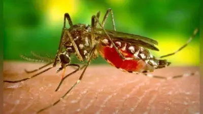 Bihar News: पटना के आशियाना नगर में डेंगू से मौत, जीका वायरस को लेकर अलर्ट जारी