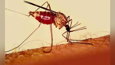 पाकुड़ के लिट्टीपाड़ा में डायरिया का प्रकोप,आधा दर्जन लोग बीमार, जानें कैसे फैल रही यह बीमारी