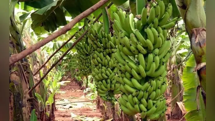 Bihar News: आपूर्ति कम होने से बाजार से गायब हुआ केला,आसमान छु रहे भाव