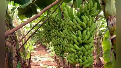Bihar News: आपूर्ति कम होने से बाजार से गायब हुआ केला,आसमान छु रहे भाव