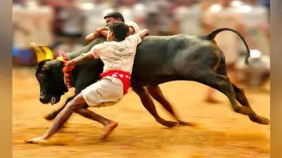 जल्लीकट्टू को लेकर अमेरिका में भी निकाली गयी रैली, वाशिंगटन में भारतीय दूतावास के सामने विरोध-प्रदर्शन