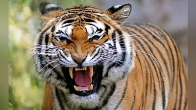 Bihar News : आपसी लड़ाई के दौरान वाल्मिकी टाइगर रिजर्व में हुई बाघ की मौत ! इलाके में मचा हड़कंप
