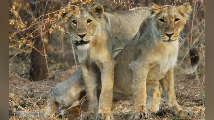 14 शेरों की मौत के बाद 26 शेरों को बचाव केंद्र ले जाया गया