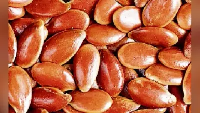 रांची : बिरसा कृषि विश्वविद्यालय ने तीसी की दो किस्में विकसित की