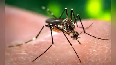 कोलकाता में पूजा पंडाल के बाहर Dengue