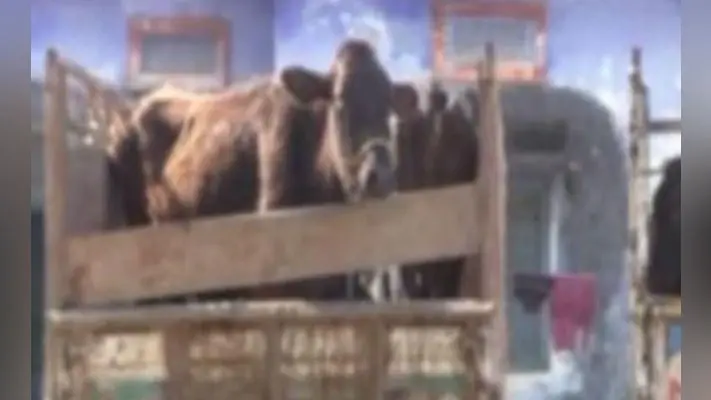 बांग्लादेशी पशु तस्कर मारा गया