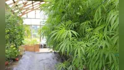 भांग की खेती से भारत को होंगे इतने फायदे…