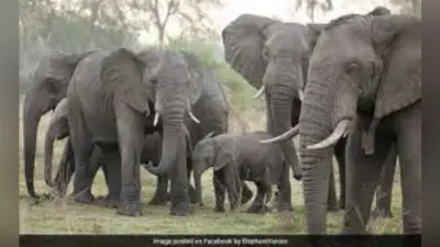 गजराज के गर्जन से दहशत में सात गांव